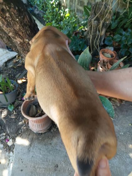 สุนัขพันธุ์ไทยหลังอาน รูปที่ 4