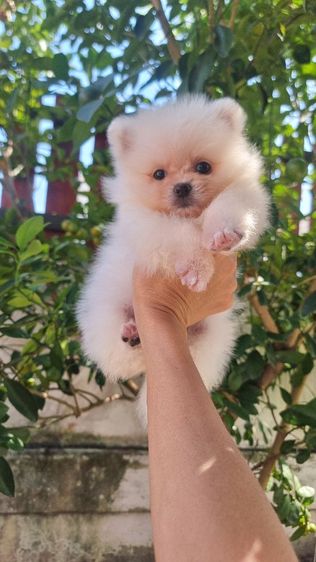 ปอมเพศเมียอายุ2เดือน รูปที่ 4