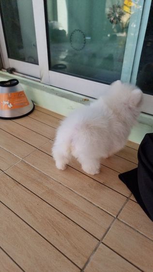 ปอมเพศเมียอายุ2เดือน รูปที่ 7