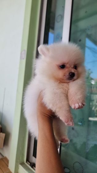 ปอมเมอเรเนียน (Pomeranian) เล็ก ปอมเพศเมียอายุ2เดือน