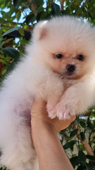 ปอมเพศเมียอายุ2เดือน รูปที่ 2