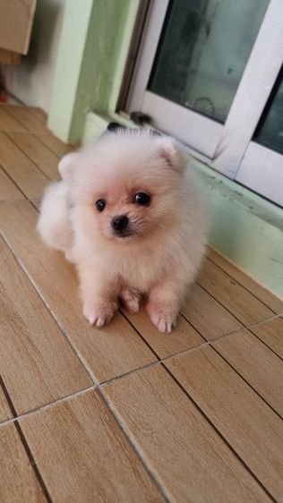 ปอมเพศเมียอายุ2เดือน รูปที่ 6