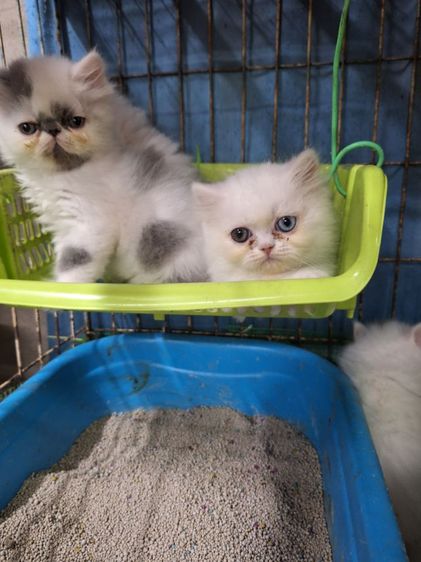 ลูกแมวเปอร์เซีย รูปที่ 15