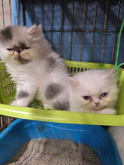 ลูกแมวเปอร์เซีย รูปที่ 14