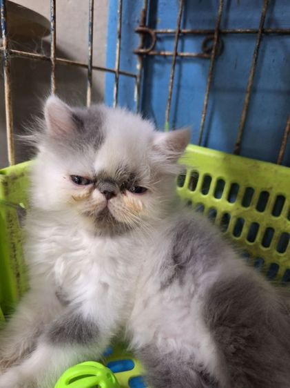 ลูกแมวเปอร์เซีย รูปที่ 2