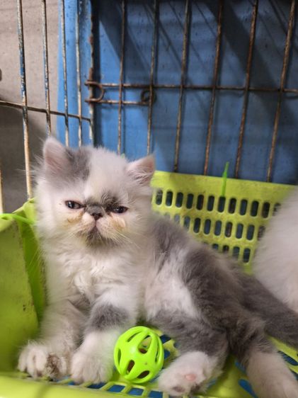 ลูกแมวเปอร์เซีย รูปที่ 6