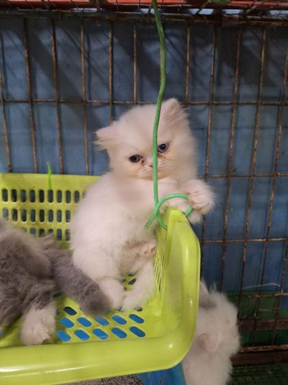 ลูกแมวเปอร์เซีย รูปที่ 11
