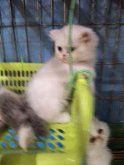 ลูกแมวเปอร์เซีย รูปที่ 13