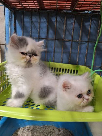 ลูกแมวเปอร์เซีย รูปที่ 16