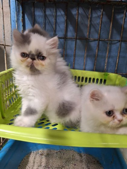 ลูกแมวเปอร์เซีย รูปที่ 9