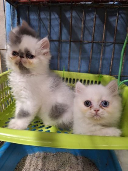 ลูกแมวเปอร์เซีย รูปที่ 10
