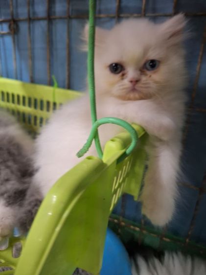 ลูกแมวเปอร์เซีย รูปที่ 3