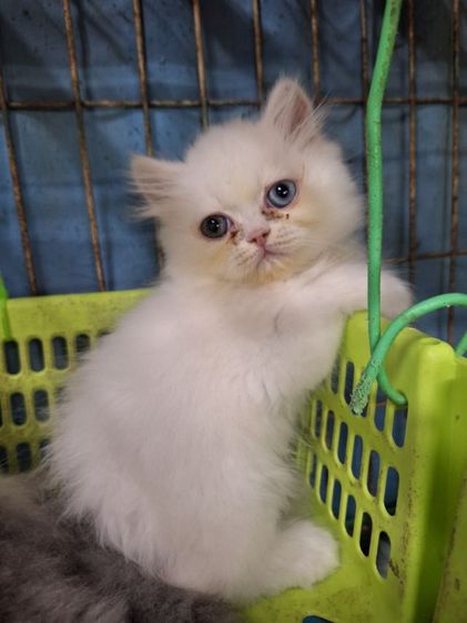 ลูกแมวเปอร์เซีย รูปที่ 4