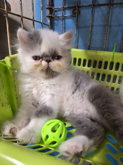 เปอร์เซีย (Persian) ลูกแมวเปอร์เซีย