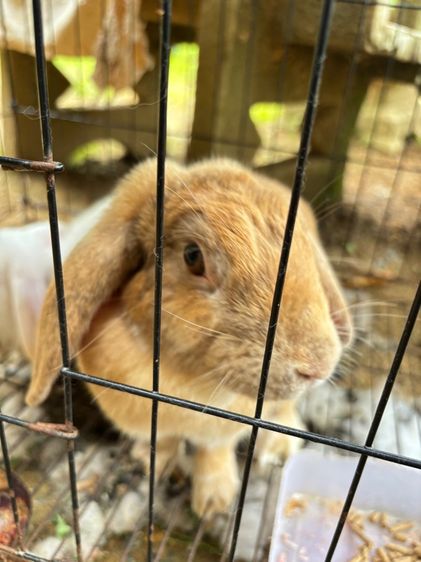 กระต่าย รูปที่ 4