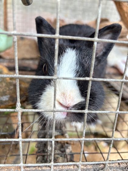 กระต่าย รูปที่ 2