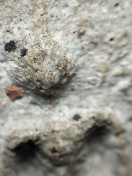 พระสมเด็จครับ รูปที่ 8