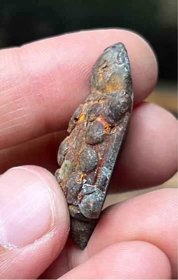 เต่าเรือนหลวงพ่อเดิม รูปที่ 4