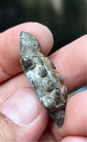 เต่าเรือนหลวงพ่อเดิม รูปที่ 3