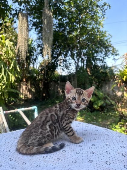 เบลงกอล เพศผู้ รูปที่ 2