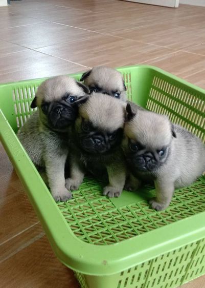 ปักแท้ รูปที่ 2