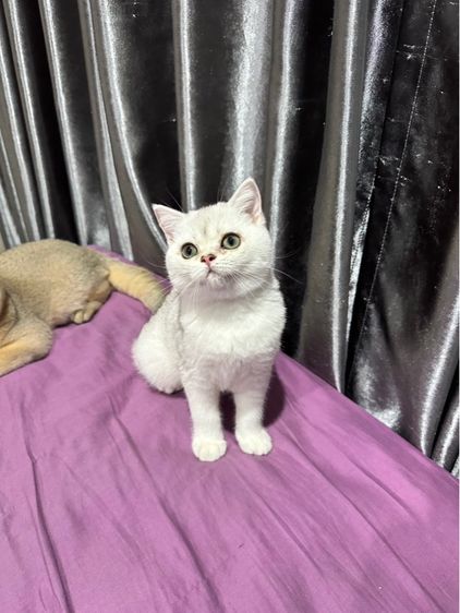 ดญ.บริติชครับ รูปที่ 3