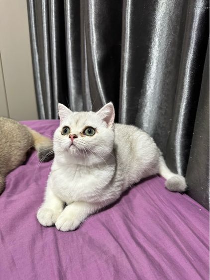 ดญ.บริติชครับ รูปที่ 4