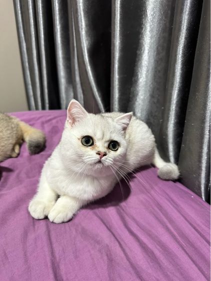 ดญ.บริติชครับ รูปที่ 2