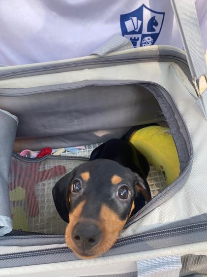 Dachshund puppy รูปที่ 4