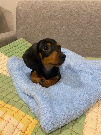 ดัชชุน (Dachshund) กลาง Dachshund puppy