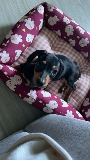 Dachshund puppy รูปที่ 5