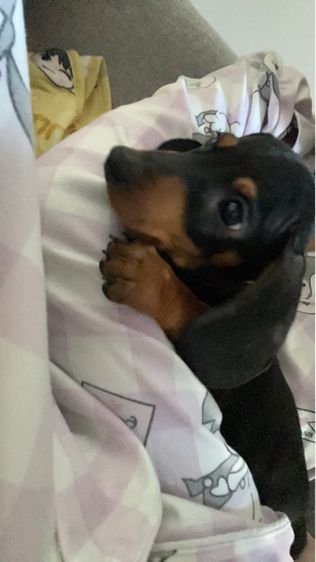 Dachshund puppy รูปที่ 7