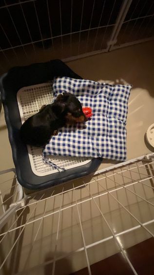Dachshund puppy รูปที่ 2