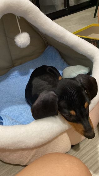 Dachshund puppy รูปที่ 3