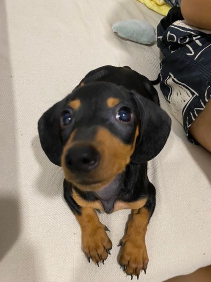Dachshund puppy รูปที่ 6
