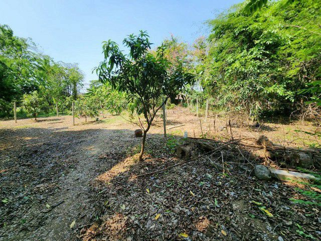 ไม่ใช่ ขายที่ดิน สวนพรทิพย์ (อ.ปากช่อง เขาใหญ่) รูปที่ 4