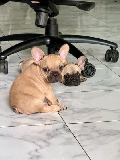 เฟร้นบลูด็อก แท้ รูปที่ 10