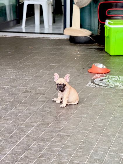 เฟร้นบลูด็อก แท้ รูปที่ 8