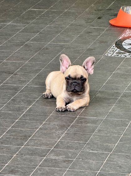 เฟร้นบลูด็อก แท้ รูปที่ 6