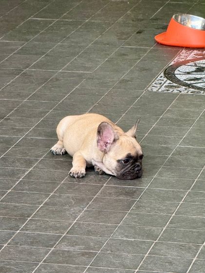 เฟร้นบลูด็อก แท้ รูปที่ 5