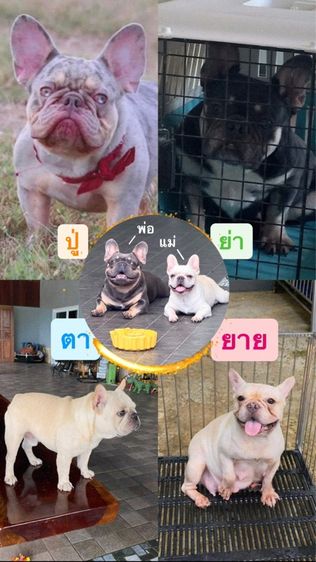 เฟร้นบลูด็อก แท้ รูปที่ 11