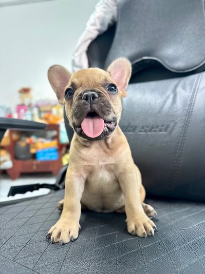 เฟร้นบลูด็อก แท้ รูปที่ 2