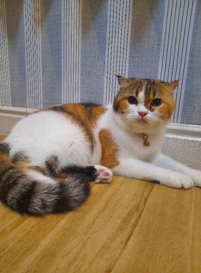 แม่พันธุ์แมวสก็อตติช โฟลด์