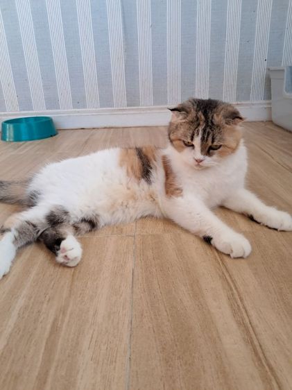 แม่พันธุ์แมวสก็อตติช โฟลด์ รูปที่ 3