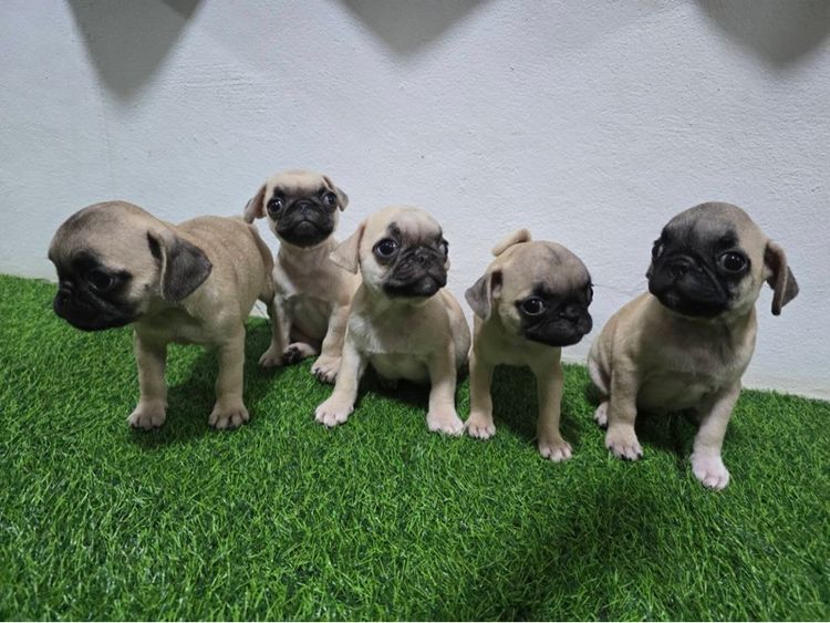 หมาปั๊ก รูปที่ 2