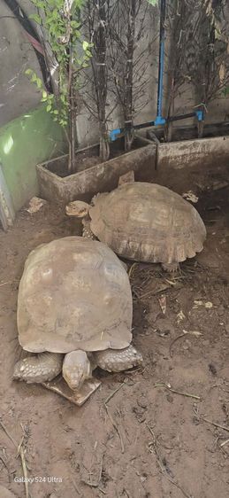 เต่าซูคาต้าตัวผู้ รูปที่ 3