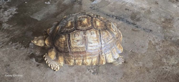 เต่าซูคาต้าตัวผู้ รูปที่ 2