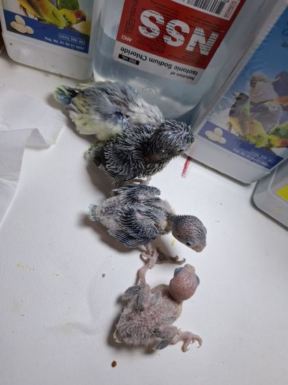 ฟอพัสลูกป้อน รูปที่ 5