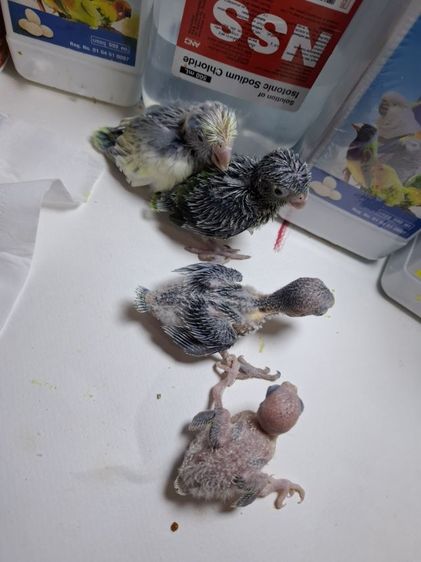 ฟอพัสลูกป้อน รูปที่ 6