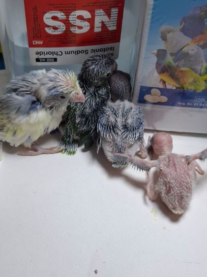 ฟอพัสลูกป้อน รูปที่ 2